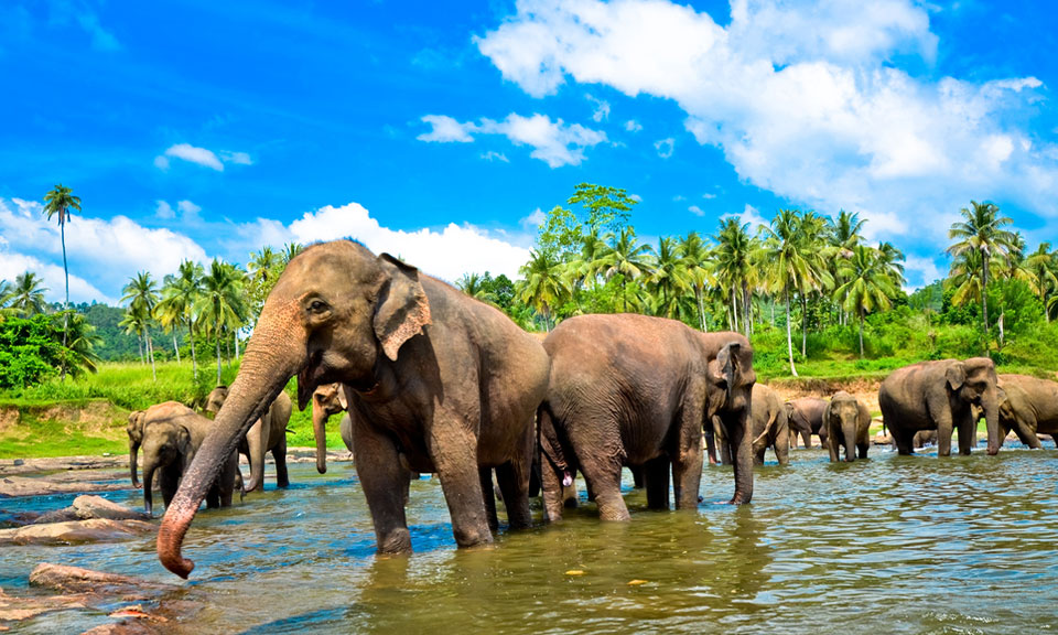 Pinnawala Eliphants