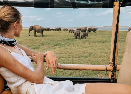 Safari Tours