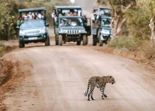 Yala National Park
