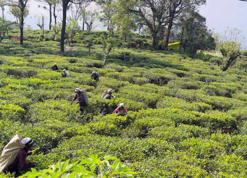 Nuwara Eliya - Where Mist Kisses Mountains & Tea Leaves Dance